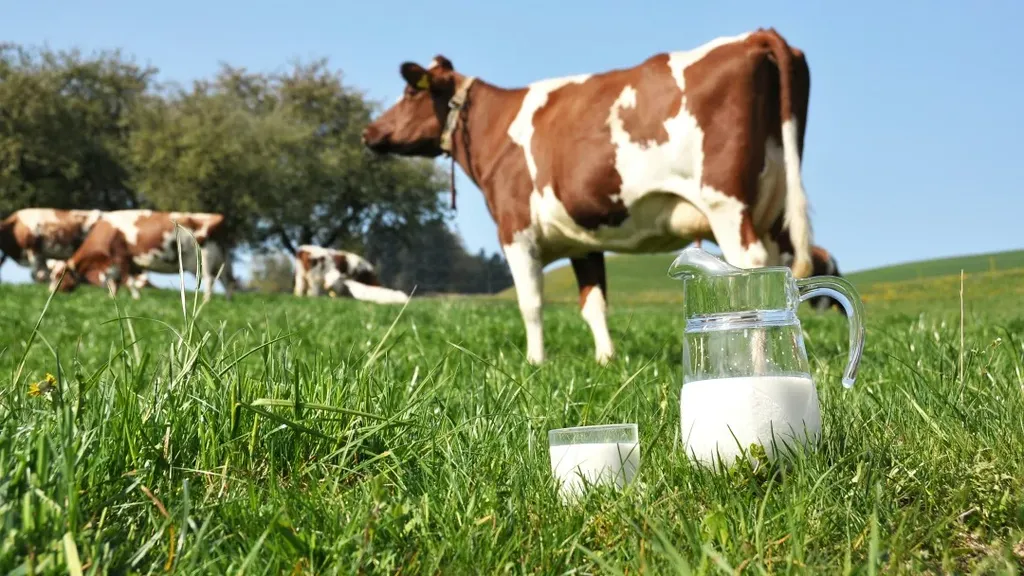 молоко Сырое  в Краснодаре