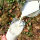 На Кубани с начала 2021 года объем производства молока превысил 1,1 млн тонн – Андрей Коробка