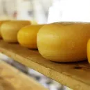 Краснодарский край сегодня входит в пятерку крупнейших производителей сыра в России