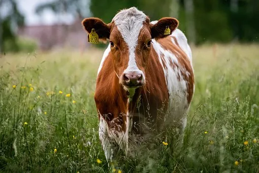 В Краснодарском крае запустят новую молочную ферму
