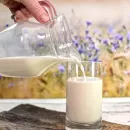 Краснодарское предприятие оштрафовали за поставку некачественного молока в соцучреждение Кировска