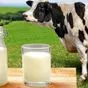 молоко сырое опт в Краснодаре и Краснодарском крае